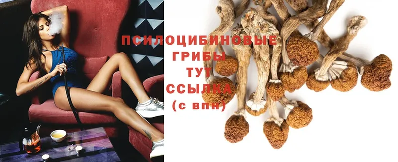 купить наркоту  Армянск  Псилоцибиновые грибы Psilocybe 